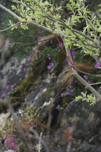 Spring has begun to appear on the mountainsides, as seen from the little red train.