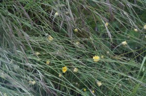Spring flowers peaking out - ready for the fine weather to return