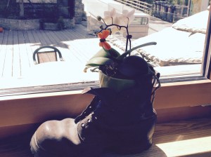The hiking boot with the orchd growing out of it at our hotel.